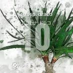 [ семена ] драцена гонг ko10 шарик lSEEDSTOCK
