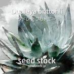 ダドレヤの種 ブリトニー 仙女盃 Dudleya brittonii