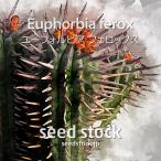 ユーフォルビアの種フェロックスEu...