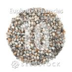 [種子] ユーフォルビア カラキアス Euphorbia characias…