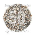 [種子] ユーフォルビア カラキアス 50粒｜SEEDSTOCK