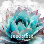 エケベリアの種 カンテ Echeveria cante