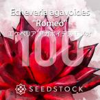 [ семена ]ekebe задний agaboites Romeo Echeveria agavoides 'Romeo' 100 шарик l суккулентное растение популярный товар вид красный ekebe задний редкий 