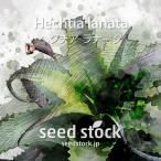 hek Cheer. семена lana-taHechtia lanata