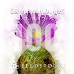 [ семена ]konofitsumbrugeliConophytum burgeri 100 шарик lmesen суккулентное растение драгоценнный камень .. растения реальный сырой 