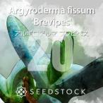 [種子] アルギロデルマ ブレビペス Argyroderma fissum …