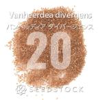 [ семена ] van he Rudy a дайвер jensVanheerdea divergens 20 шарик lmesen суккулентное растение .. растения редкий реальный сырой 
