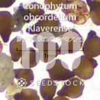 [ семена ]konofitsumklabe Len seConophytum obcordellum 'Klaverense' 100 шарик lmesen суккулентное растение .. растения .