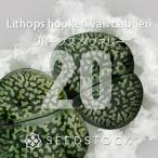 [ семена ]li тауп s Dub ne Lee Lithops hookeri var. dabneri 20 шарик lmesen суккулентное растение сырой .. драгоценнный камень редкий реальный сырой 