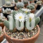 [ семена ]konofitsumbi Lobb mreu can tsumConophytum bilobum Leucanthum 100 шарик l Heart type mesen редкий 