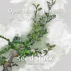 オペルクリカリアの種 ボレアリス Operculicarya borealis