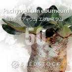 [ семена ]pakipotiumeb Rene umPachypodium rosulatum var. eburneum 50 шарик l. корень растения ko- Dex белый .