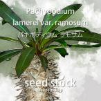 パキポディウムの種子 ラモサム Pachypodium lamerei var. ramosum