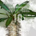 [ семена ]pakipotiu пятно mo Sam Pachypodium lamerei var. ramosum 10 шарик l. корень растения ko- Dex редкий вид mada газ 