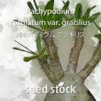 パキポディウムの種子 グラキリス Pachypodium rosulatum var. gracilius