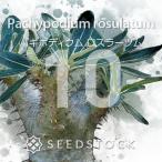 [ семена ]pakipotium Roth la-tsumPachypodium rosulatum 10 шарик l. корень растения ko- Dex . вид madaga Skull редкий реальный сырой 