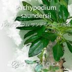 パキポディウムの種子サンデルシー白...