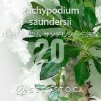 [種子]パキポディウムサンデルシー...