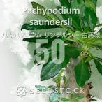 [種子]パキポディウムサンデルシー...