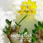 パキポディウムの種子 ブレビカリックス Pachypodium densiflorum var. brevicalyx