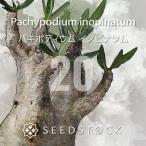 [ семена ]pakipotiuminopinatsumPachypodium rosulatum var. inopinatum 20 шарик l. корень растения ko- Dex белый 