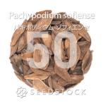 [ семена ]pakipotiumsofiensePachypodium sofiense 50 шарик l. корень растения ko- Dex редкий вид madaga Skull реальный сырой 