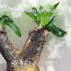 パキポディウムの種 Pachypodium enigmaticum