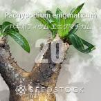 [ семена ]pakipotiumenig вставка cam Pachypodium enigmaticum 20 шарик l. корень растения редкий товар вид madaga Skull производство начинающий тоже OK