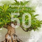 [種子] フィトラッカ ディオイカ Phytolacca dioica 5