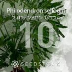 [ семена ]firoten Delon se low mPhilodendron selloum 10 шарик l декоративное растение a Lloyd популярный товар вид Nankoku способ реальный сырой 