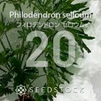 [ семена ]firoten Delon se low mPhilodendron selloum 20 шарик l декоративное растение a Lloyd популярный товар вид Nankoku способ реальный сырой 