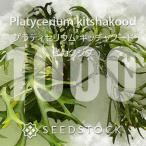 [ семена /..] папоротник олений рог ki коричневый Koo doPlatycerium kitshakood 1000 шарик l платицериум sida растения .. разведение висячий 