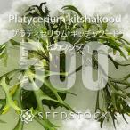 [ семена /..] папоротник олений рог ki коричневый Koo doPlatycerium kitshakood 500 шарик l платицериум sida растения .. разведение висячий 