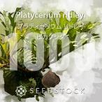 [ семена /..] папоротник олений рог lido Ray Platycerium ridleyi 1000 шарик l платицериум sida растения .. разведение популярный товар вид висячий 