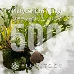 [ семена /..] папоротник олений рог lido Ray Platycerium ridleyi 500 шарик l платицериум sida растения .. разведение популярный товар вид висячий 