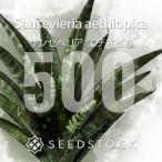 [ семена ] солнечный sebe задний echiopikaSansevieria aethiopica 500 шарик l. лист серия декоративное растение солнечный sebe задний . реальный сырой редкий вид 