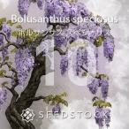 [ семена ]boru солнечный подвеска spec sio подвеска Bolusanthus speciosus 10 шарик l wild wis терьер Hanaki редкий глициния реальный сырой 