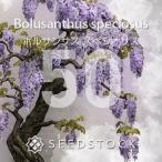 [ семена ]boru солнечный подвеска spec sio подвеска Bolusanthus speciosus 50 шарик l wild wis терьер Hanaki редкий глициния реальный сырой 