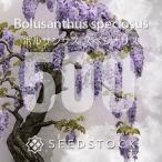 [ семена ]boru солнечный подвеска spec sio подвеска Bolusanthus speciosus 500 шарик l wild wis терьер Hanaki редкий глициния реальный сырой 