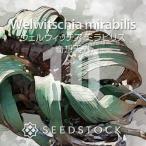 [ семена ] well wi Cheer Mira bi белка .. небо вне 10 шарик lSEEDSTOCK
