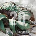 [ семена ] well wi Cheer Mira bi белка .. небо вне 20 шарик lSEEDSTOCK