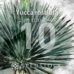 [ семена ] юкка Lost la-taYucca rostrata 10 шарик l популярный товар вид Driger ten выдерживающий холод .
