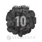 [ семена ] юкка ошибка taYucca elata 10 шарик l Driger ten выдерживающий холод . реальный сырой 