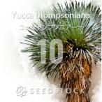 [ семена ] юкка тонн p Sony a-naYucca thompsoniana 10 шарик l выдерживающий холод . редкий реальный сырой 
