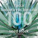 [ семена ] юкка bakataYucca baccata var. baccata 100 шарик l выдерживающий холод . реальный сырой 