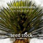 ユッカの種子 カルネロサーナ Yucca carnerosana