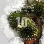 [ семена ] юкка пятно bifo задний Yucca brevifolia 10 шарик l выдерживающий холод ... товар вид Driger ten
