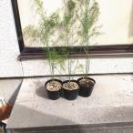  один плата . распределение спаржа / welcome AT(sakata. tane) рассада 3 номер 9cm pot 3 АО комплект вытащенный рассада отправка 