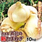 玉ねぎ 10kg 芦北の新たまねぎ 熊本産 大特価 送料無料 食品