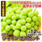 ぶどう 2房 (約1.2kg) シャインマスカット 山梨産 衝撃赤字特価 発送開始9月上旬頃〜 大房 種なし 皮ごと美味しい 大粒ぶどう 送料無料 食品